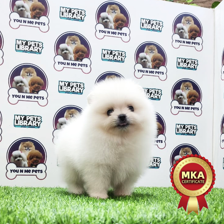 MKA Tiny Pomeranian Puppy (Male) For Sale