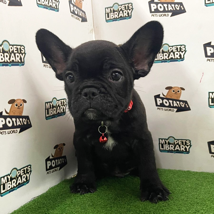 French Bulldog Puppy (Male) For Sale