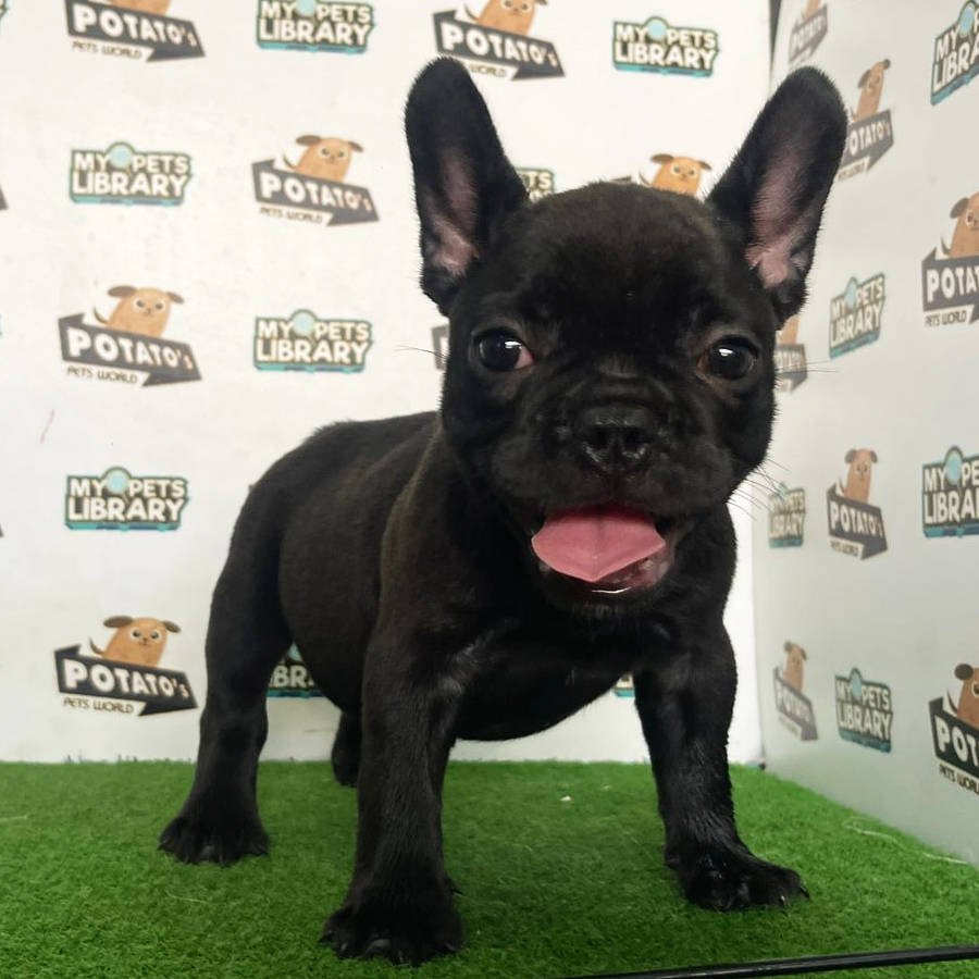 French Bulldog Puppy (Male) For Sale