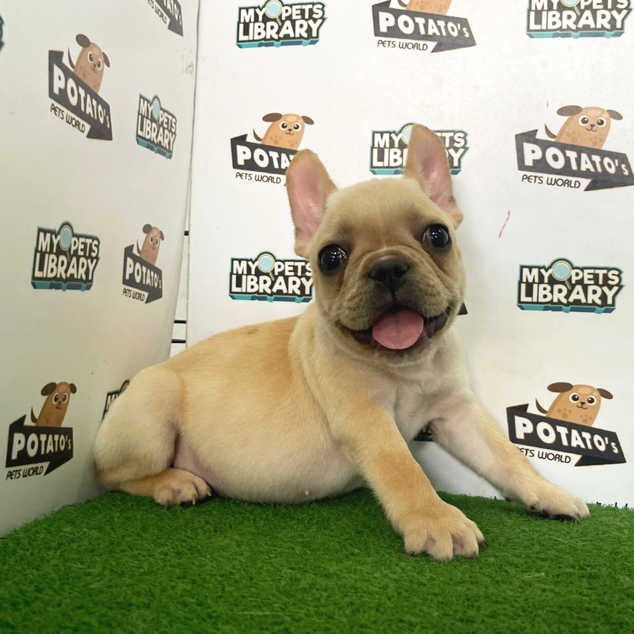 French Bulldog Puppy (Male) For Sale