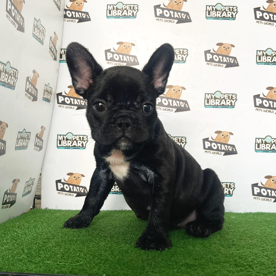 French Bulldog Puppy (Female) For Sale
