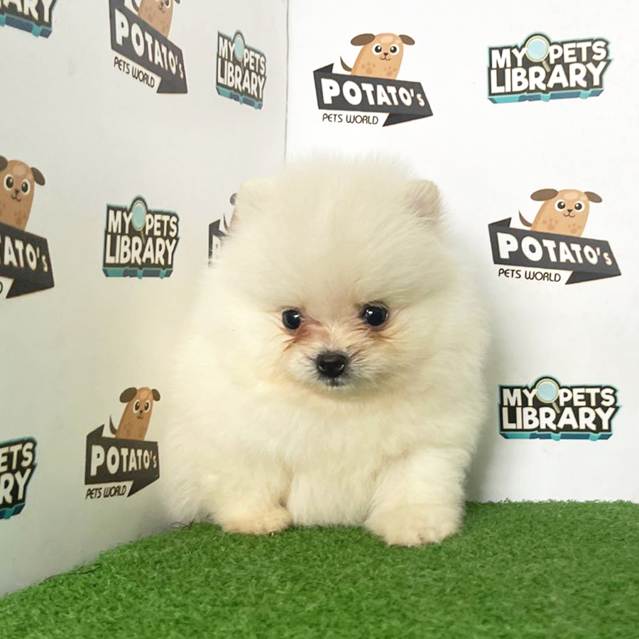Pomeranian Puppy (Male) For Sale