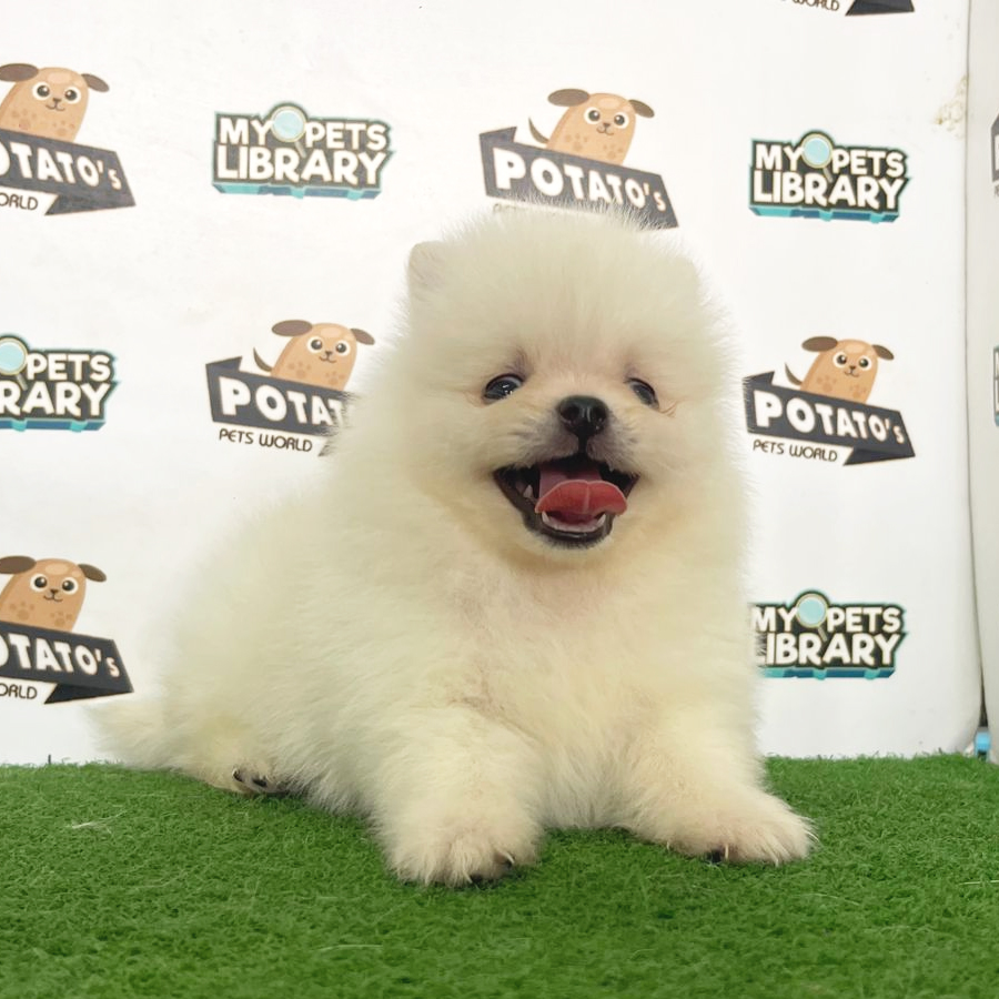 Pomeranian Puppy (Male) For Sale