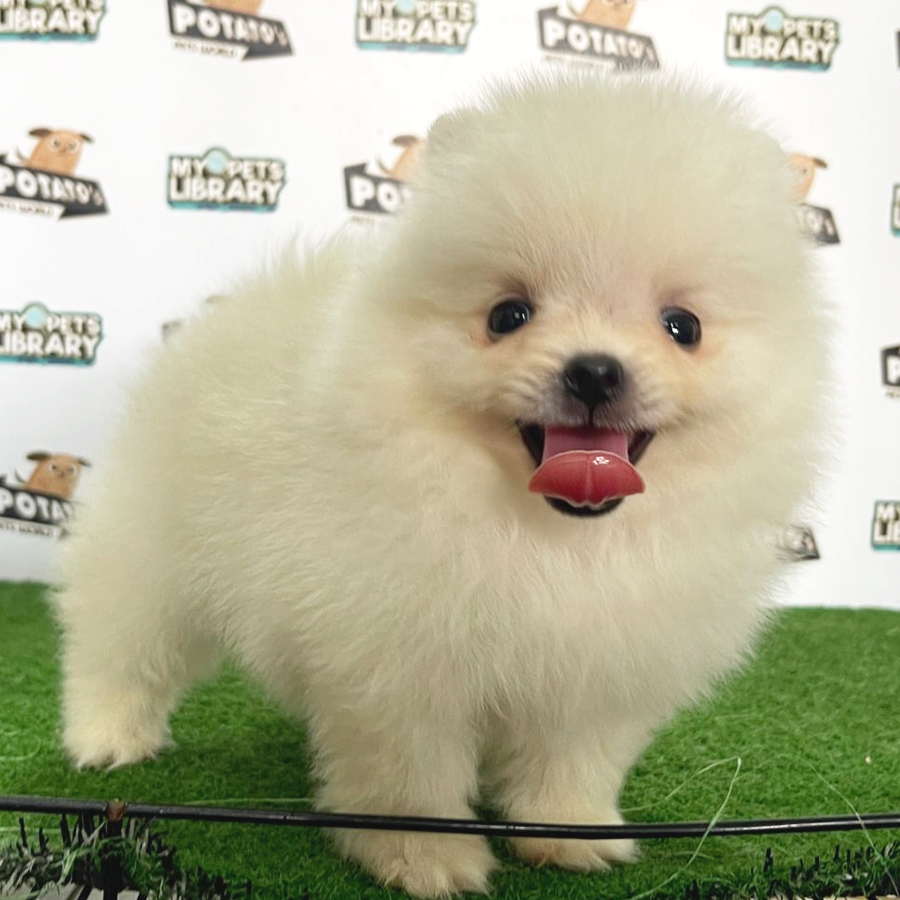 Pomeranian Puppy (Female) For Sale
