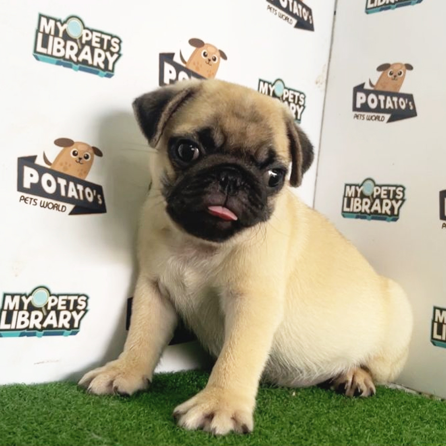Pug Puppy (Male) For Sale