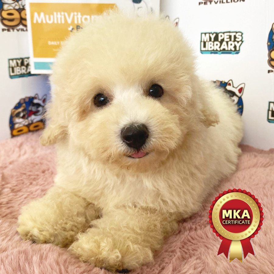 MKA Toy Poodle Puppy (Male) For Sale