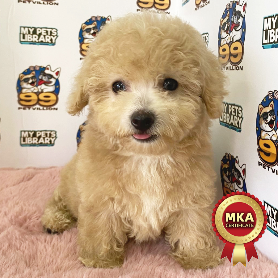 MKA Toy Poodle Puppy (Female) For Sale