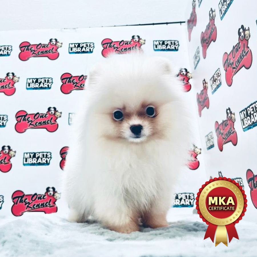 MKA Pomeranian Puppy (Male) For Sale