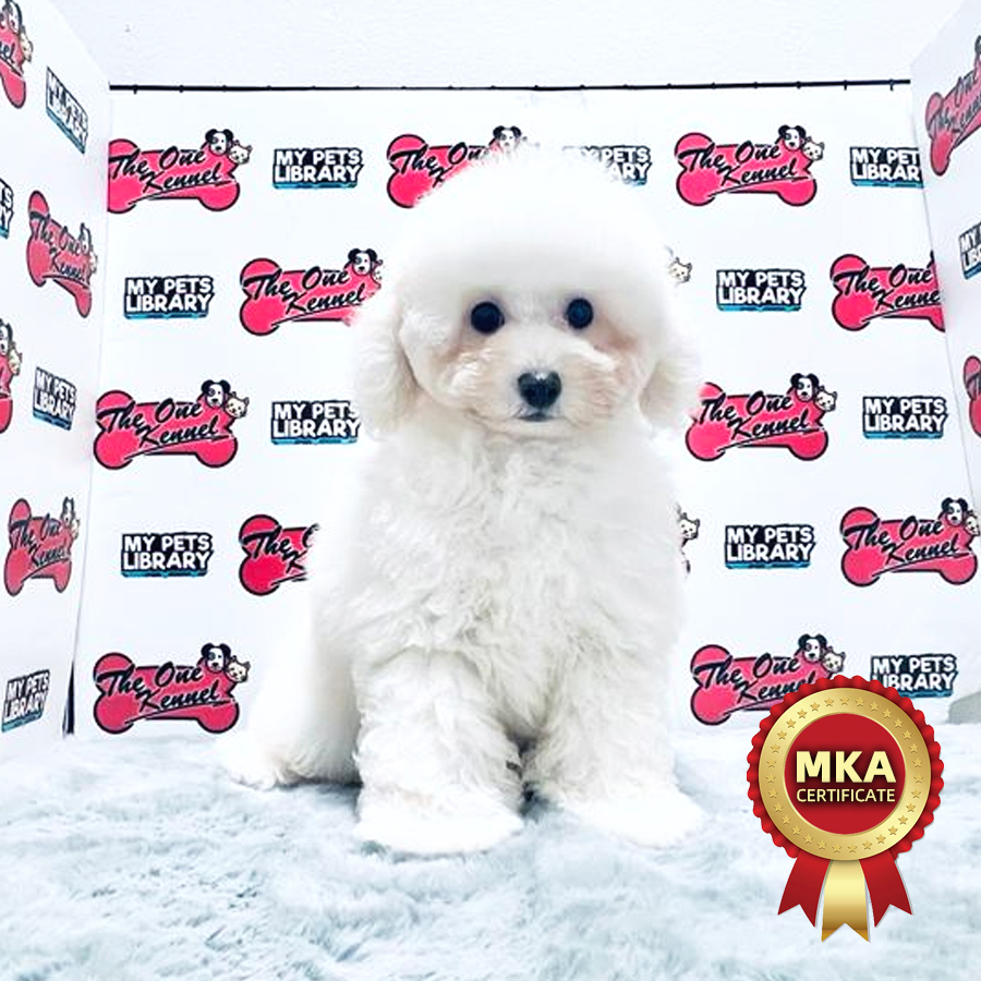 MKA Toy Poodle Puppy (Male) For Sale