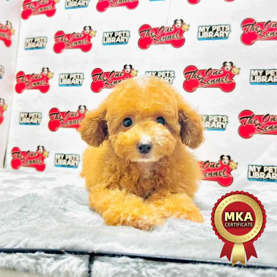 MKA Toy Poodle Puppy (Female) For Sale