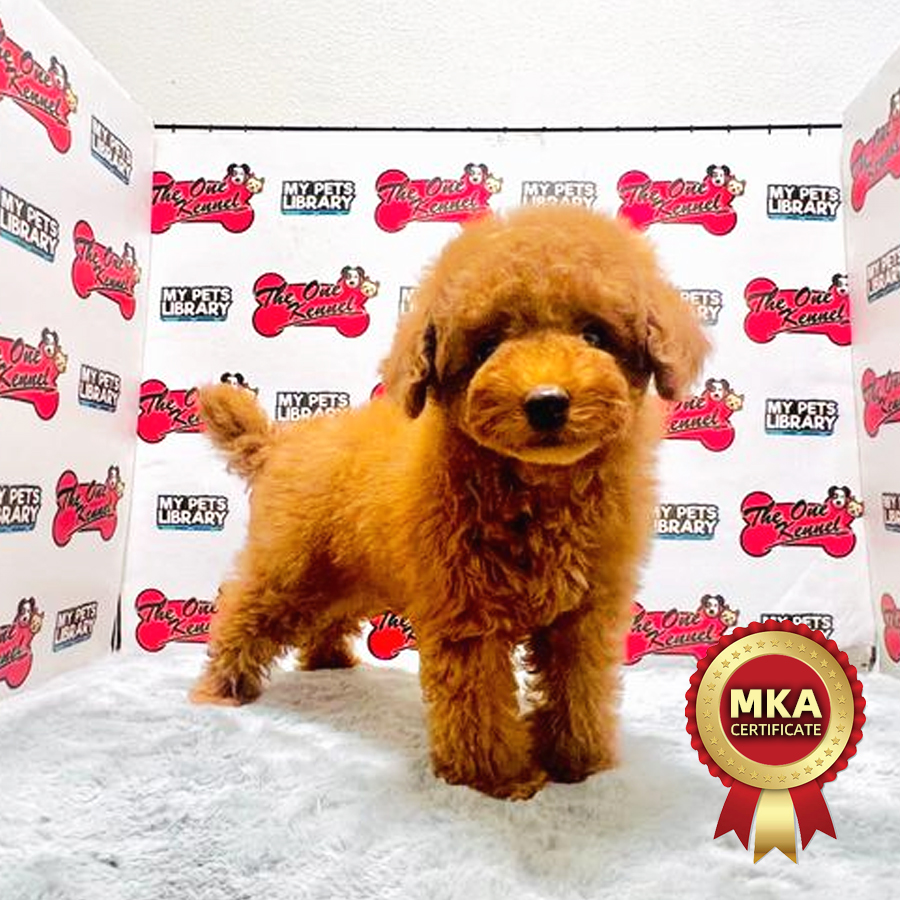 MKA Toy Poodle Puppy (Male) For Sale