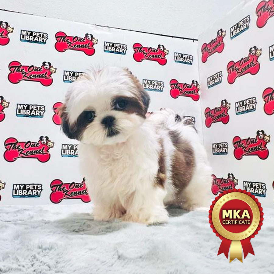 MKA Shih Tzu Puppy (Female) For Sale