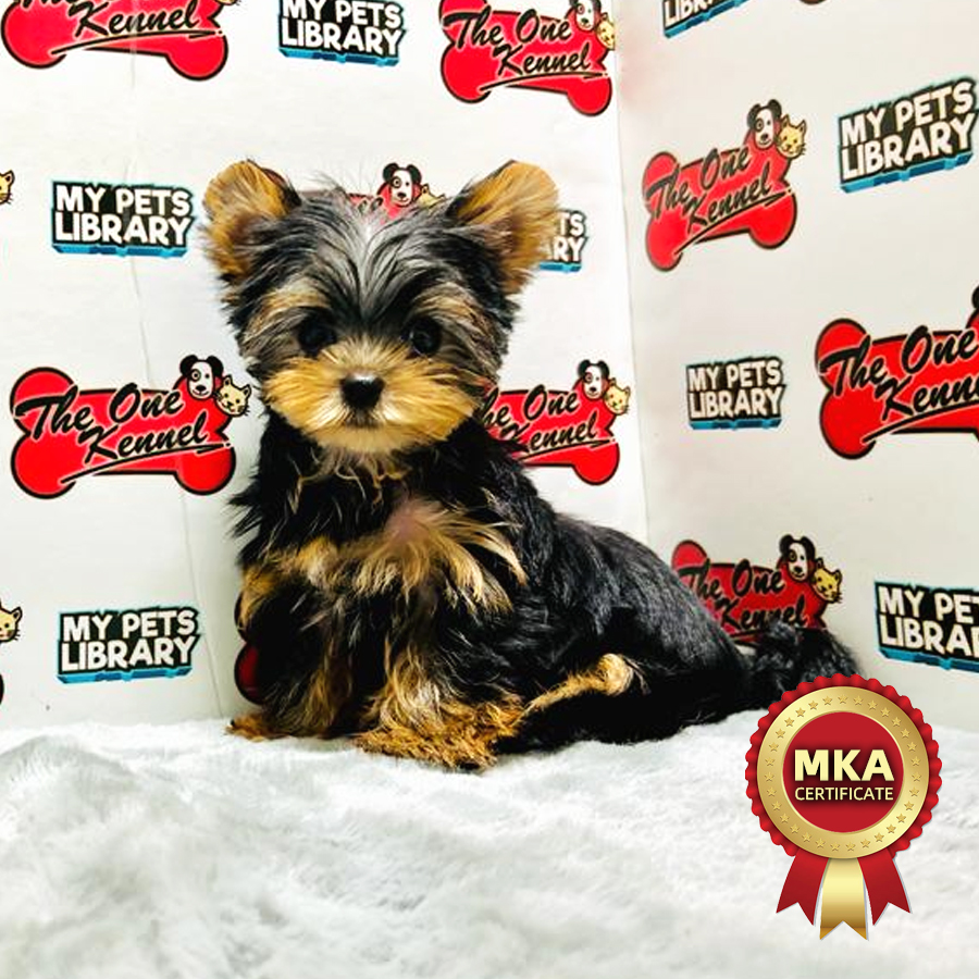 MKA Yorkshire Terrier Puppy (Female) For Sale