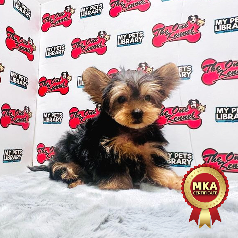 MKA Yorkshire Terrier Puppy (Male) For Sale