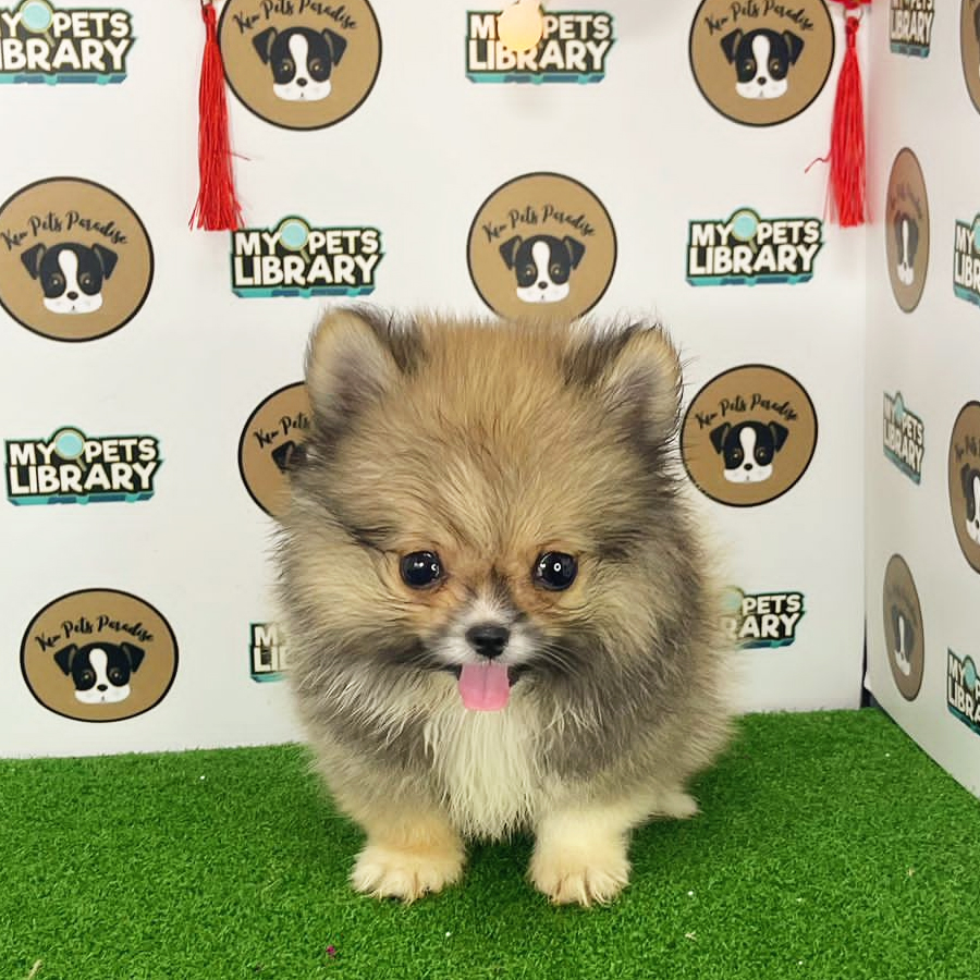 Tiny Pomeranian Puppy (Male) For Sale