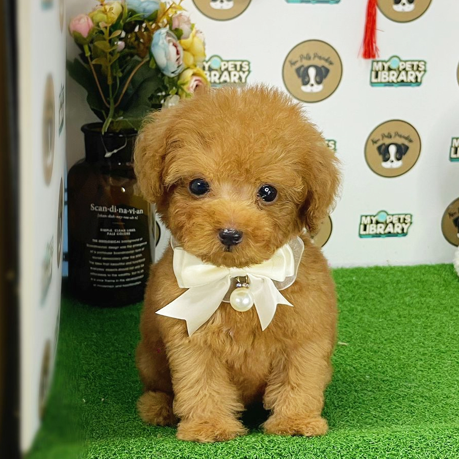 Toy Poodle Puppy (Male) For Sale