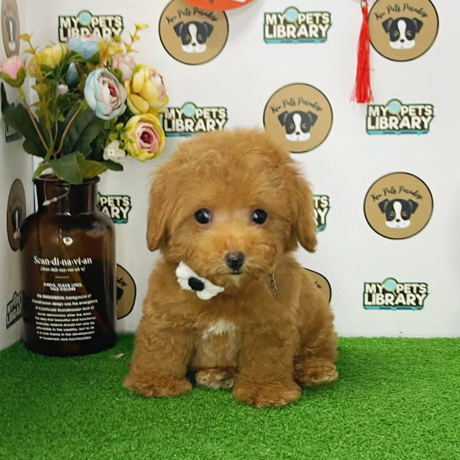 Toy Poodle Puppy (Male) For Sale