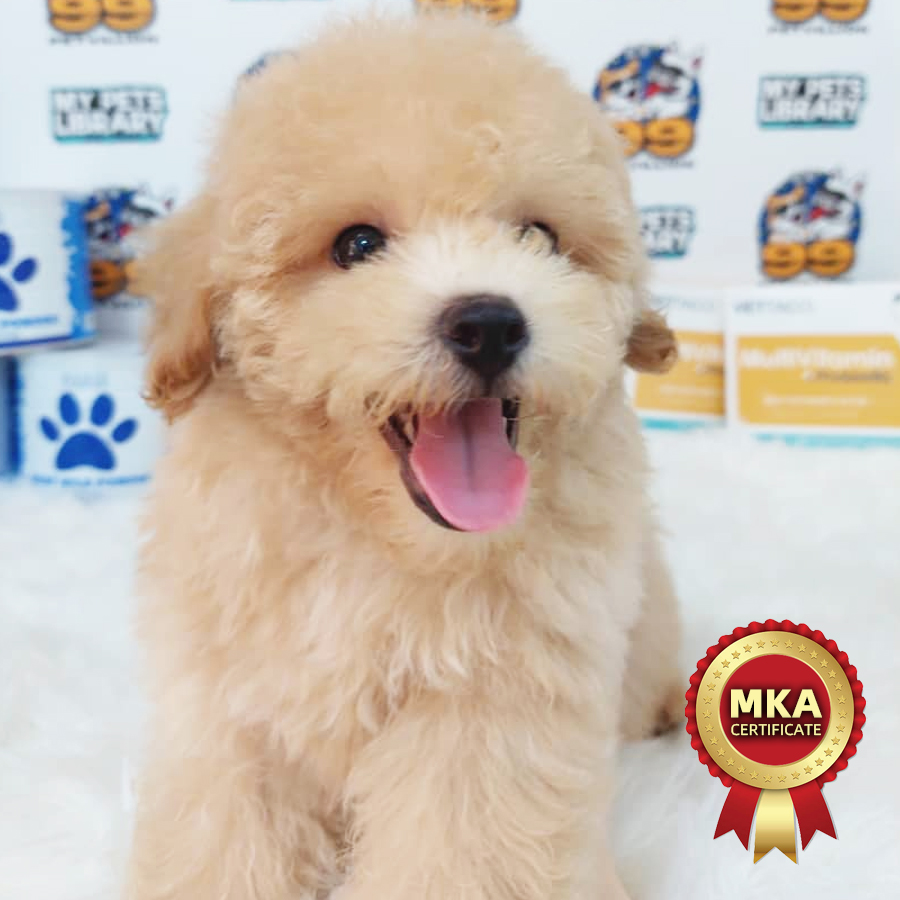 Toy Poodle Puppy (Male) For Sale
