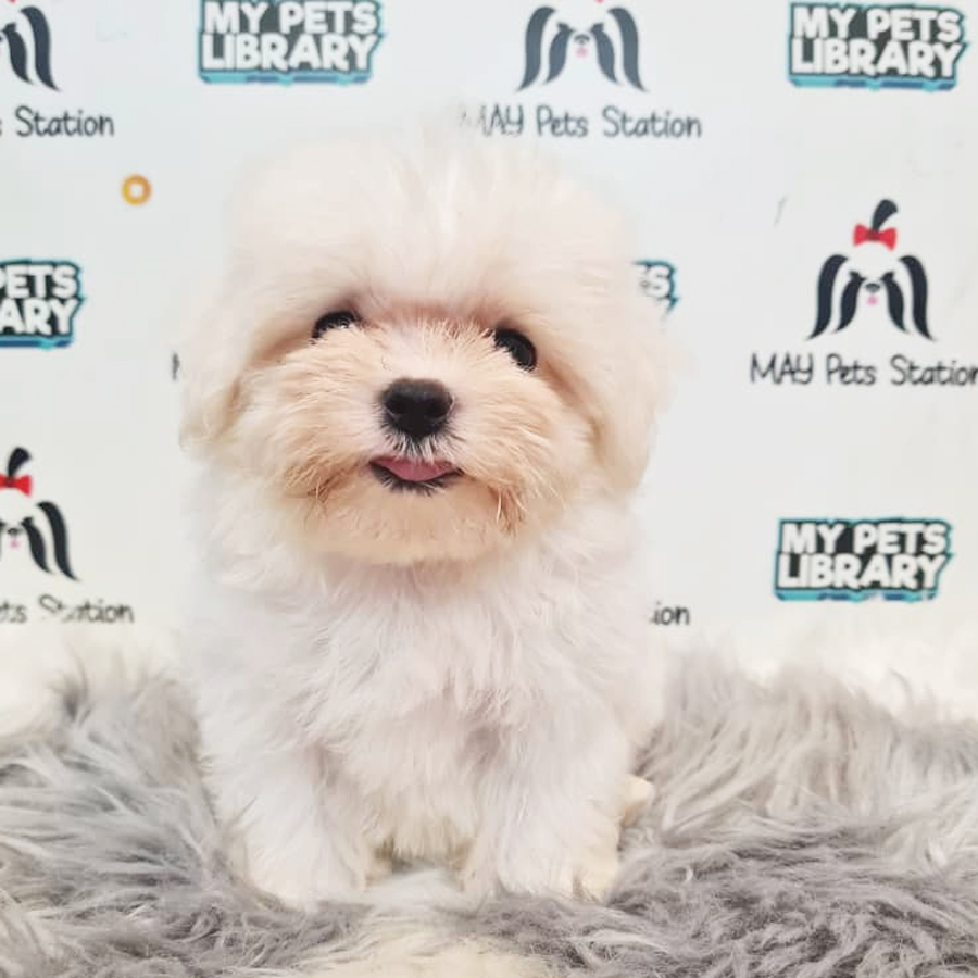 Tiny Maltese Puppy (Male) For Sale