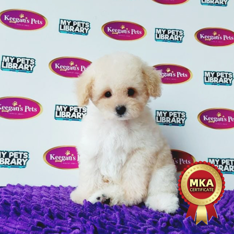 MKA Tiny Poodle Puppy (Male) For Sale