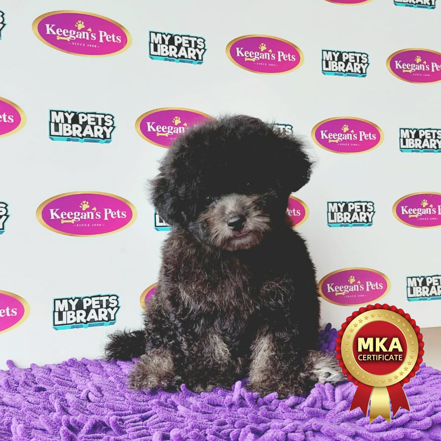 MKA Tiny Poodle Puppy (Male) For Sale