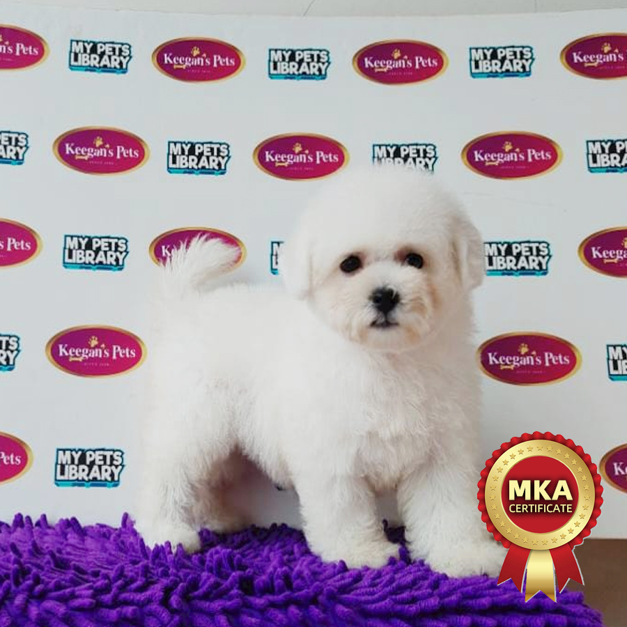MKA Bichon Frise Puppy (Female) For Sale