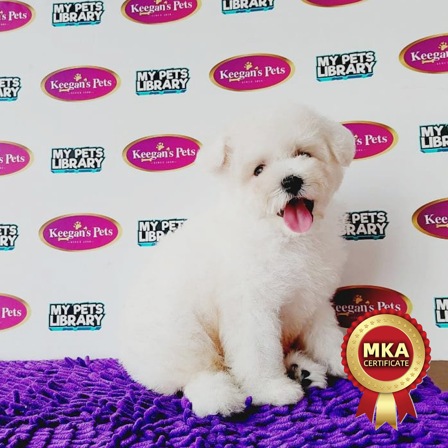 MKA Bichon Frise Puppy (Male) For Sale