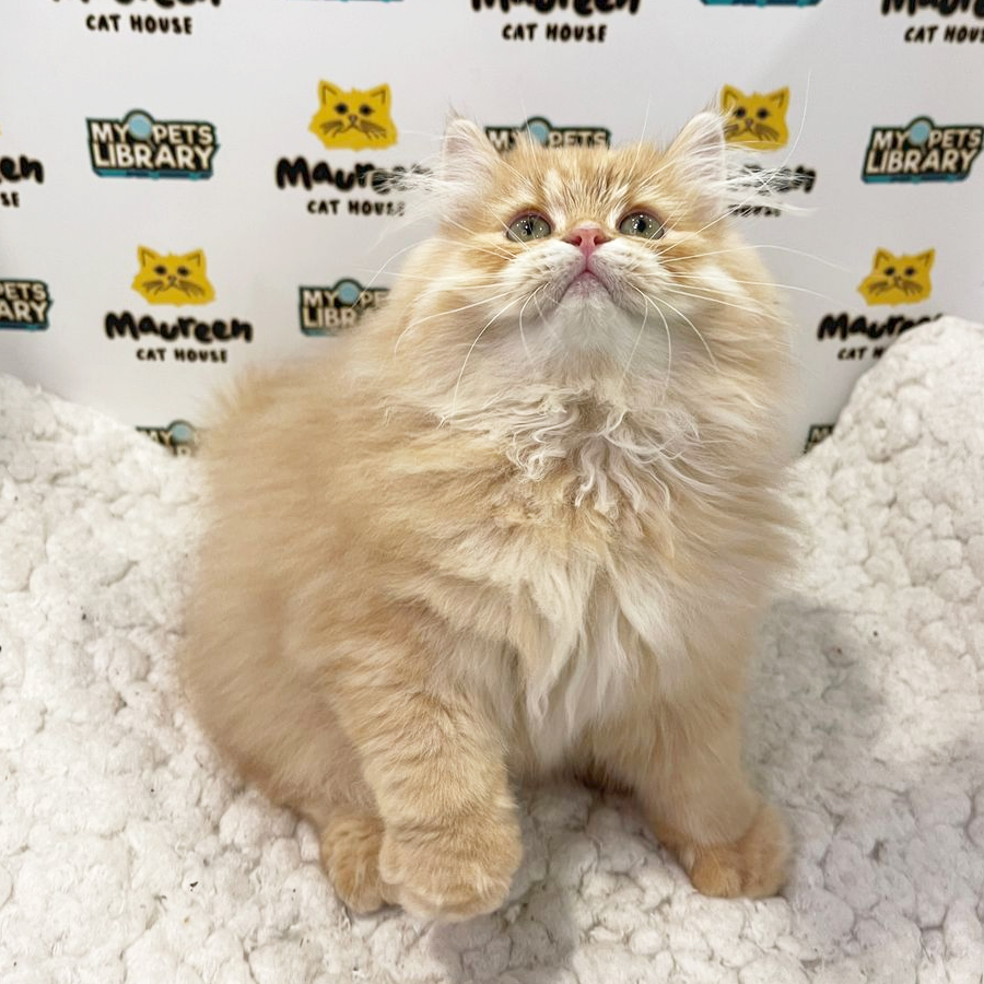 British Longhair Kitten (Male) For Sale