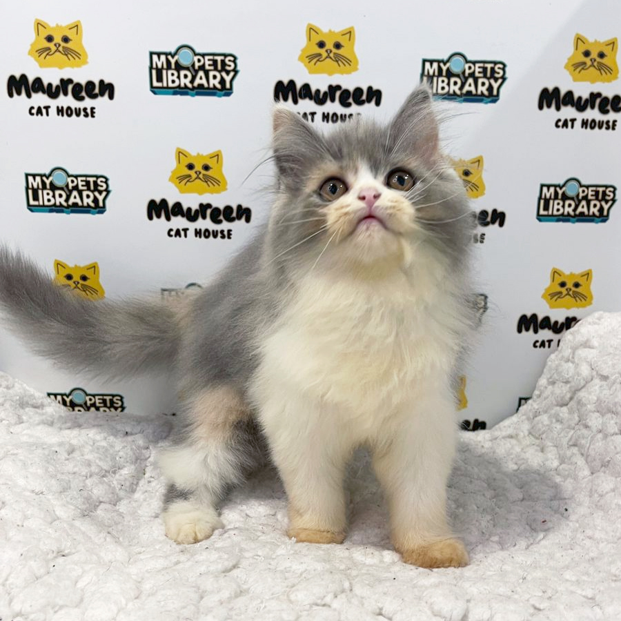 British Longhair Kitten (Female) For Sale