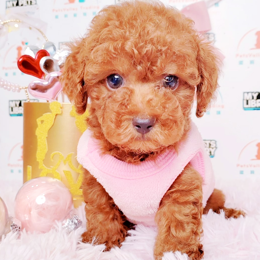 Toy Poodle Puppy (Male) For Sale