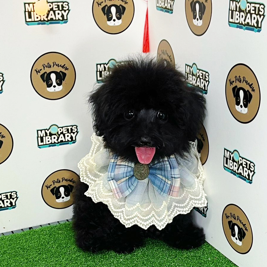 Toy Poodle Puppy (Male) For Sale