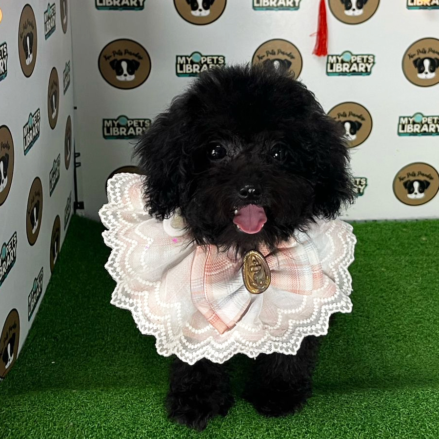 Toy Poodle Puppy (Female) For Sale