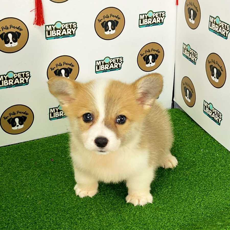 Welsh Corgi Puppy (Male) For Sale