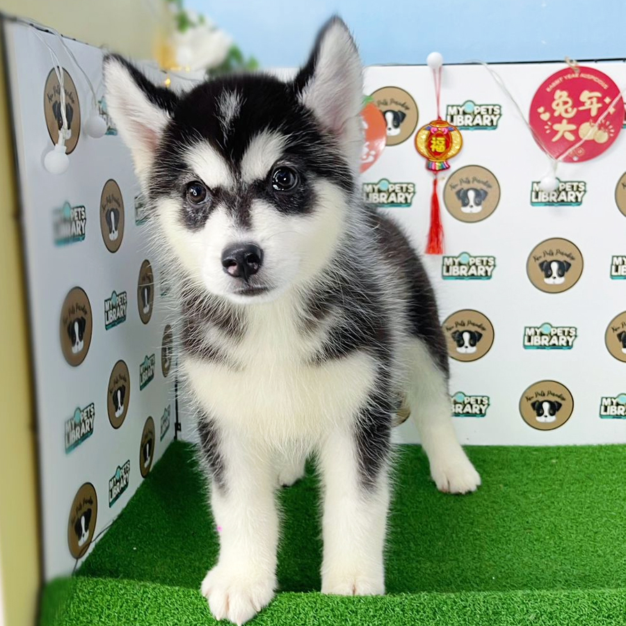 Wooly Husky Puppy (Female) For Sale