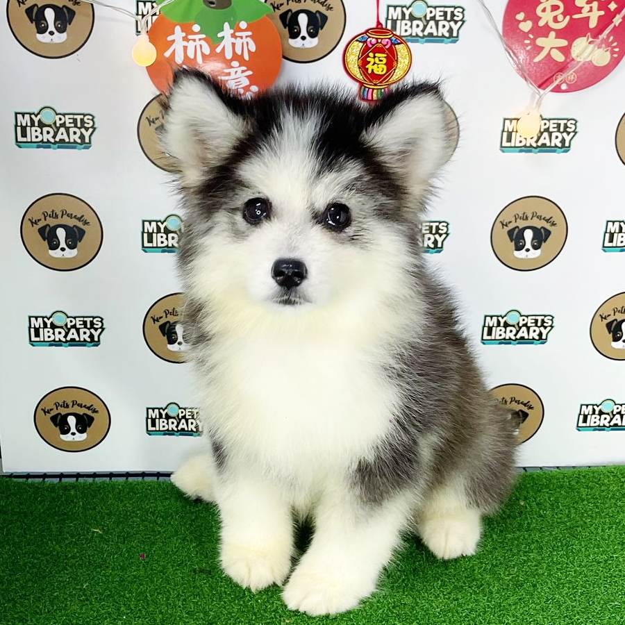 Wooly Husky Puppy (Female) For Sale