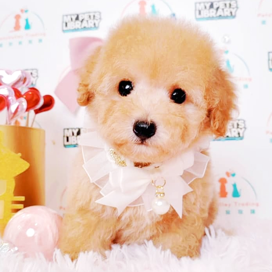 Maltipoo Puppy (Male) For Sale