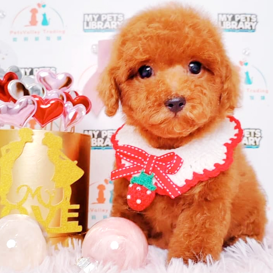 Toy Poodle Puppy (Male) For Sale