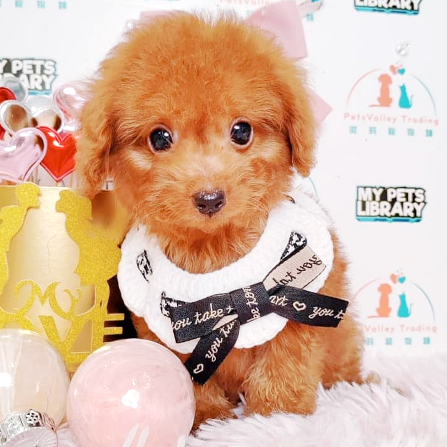 Toy Poodle Puppy (Male) For Sale