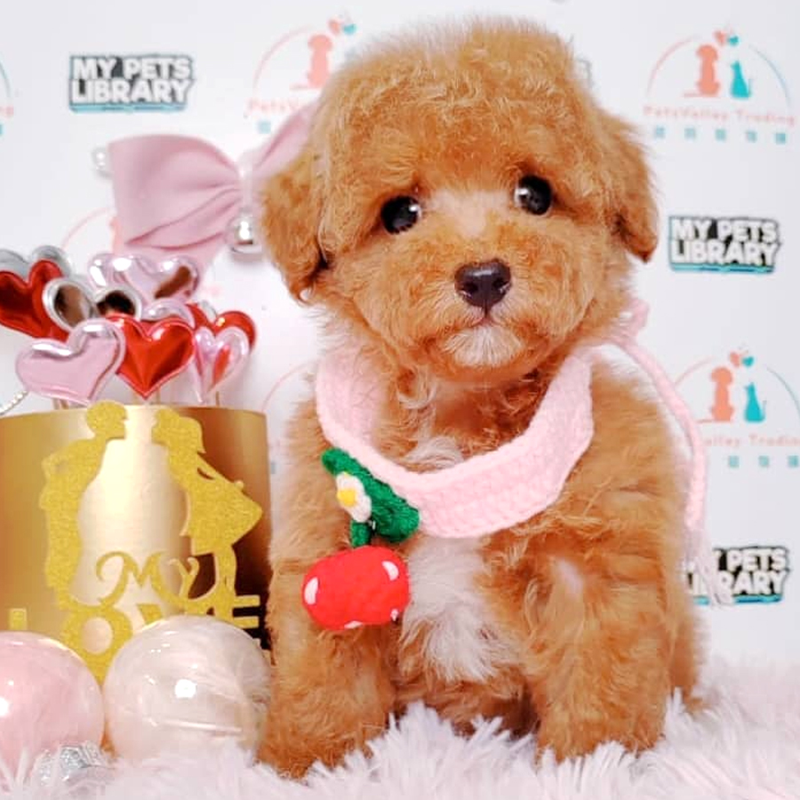 Toy Poodle Puppy (Female) For Sale