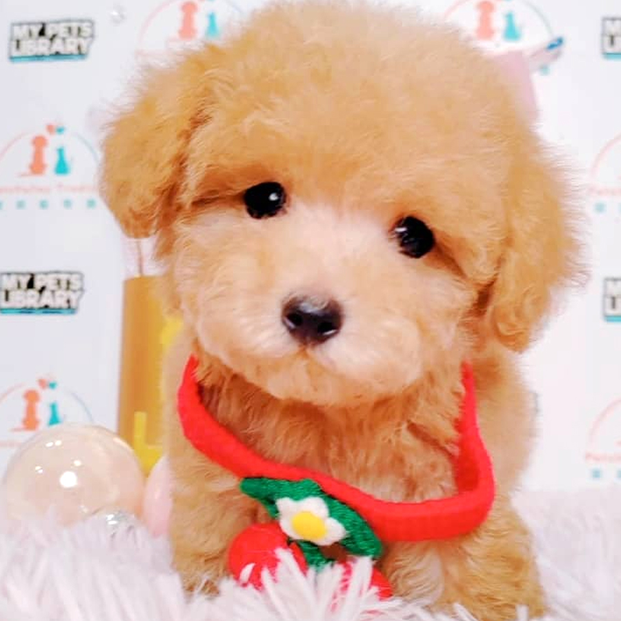 Tiny Poodle Puppy (Male) For Sale