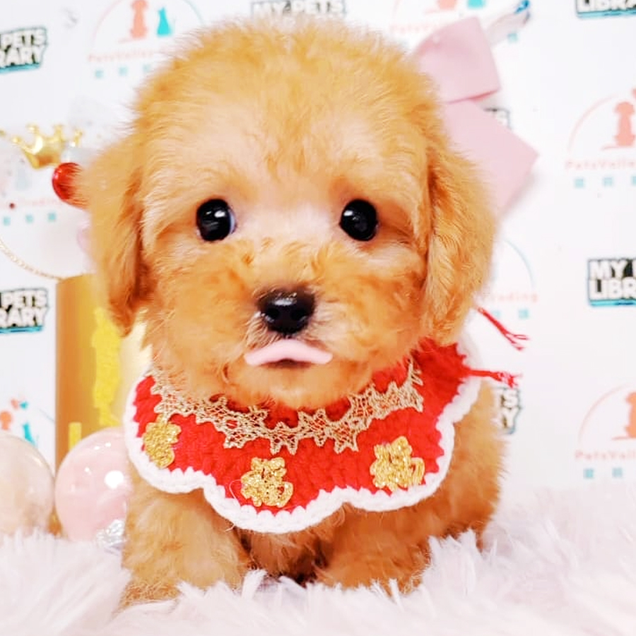 Tiny Poodle Puppy (Male) For Sale