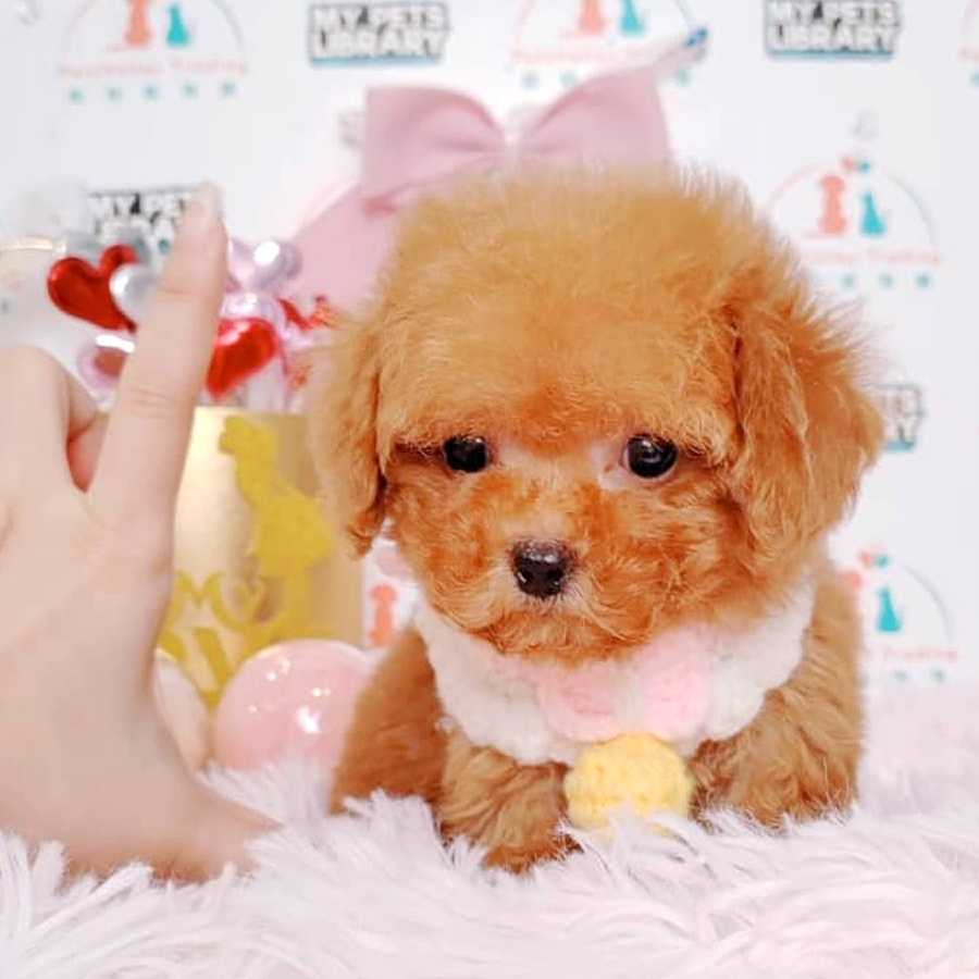 Teacup Poodle Puppy (Female) For Sale