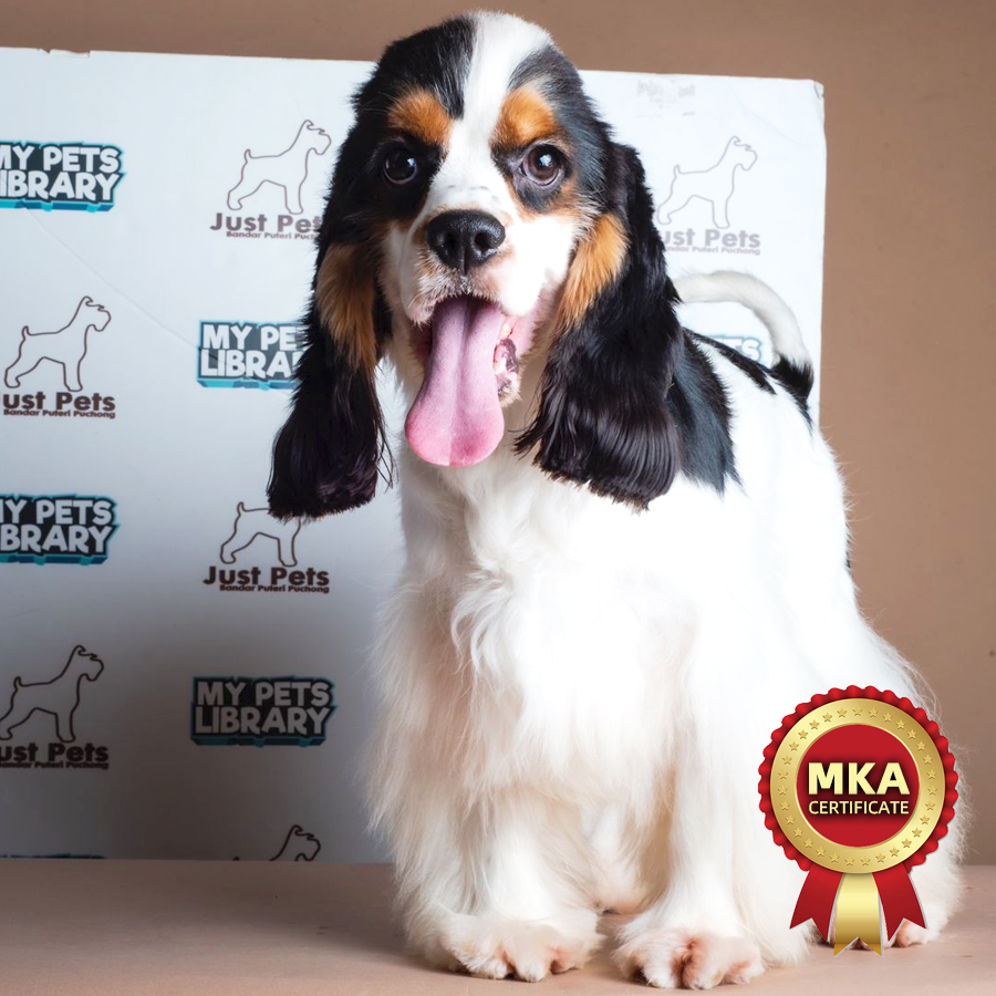 China Imported American Cocker Spaniel Puppy (Male) For Sale