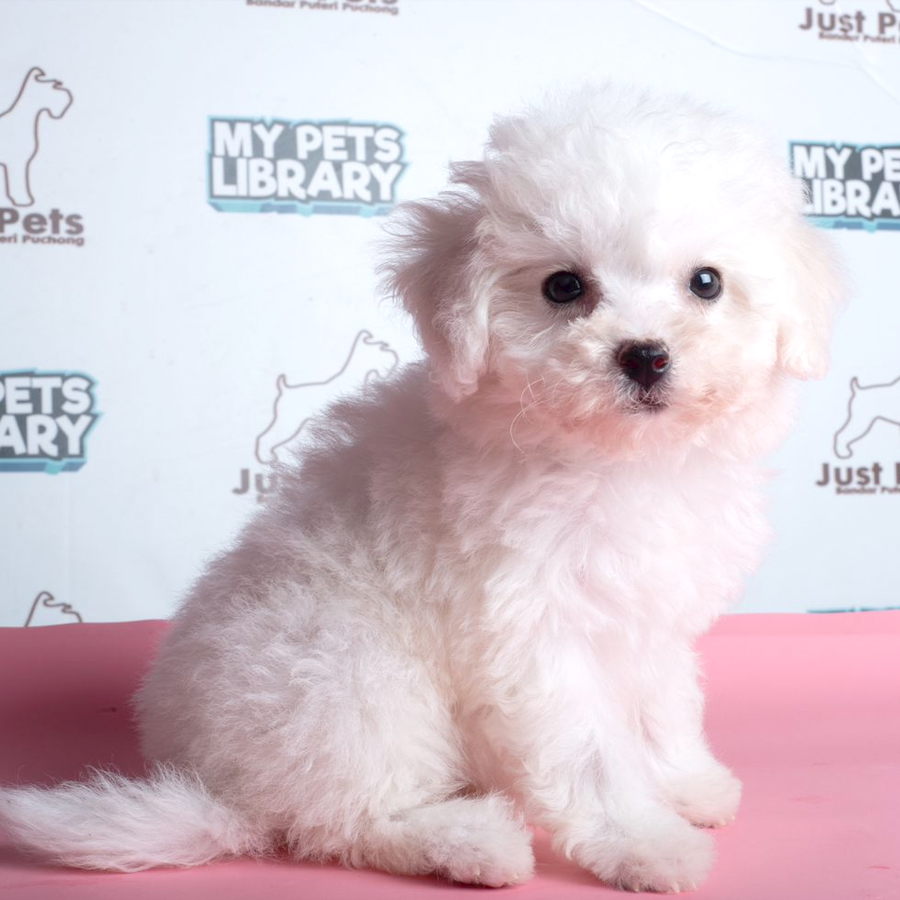 Bichon Frise Puppy (Male) For Sale