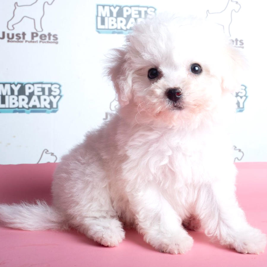 Bichon Frise Puppy (Female) For Sale