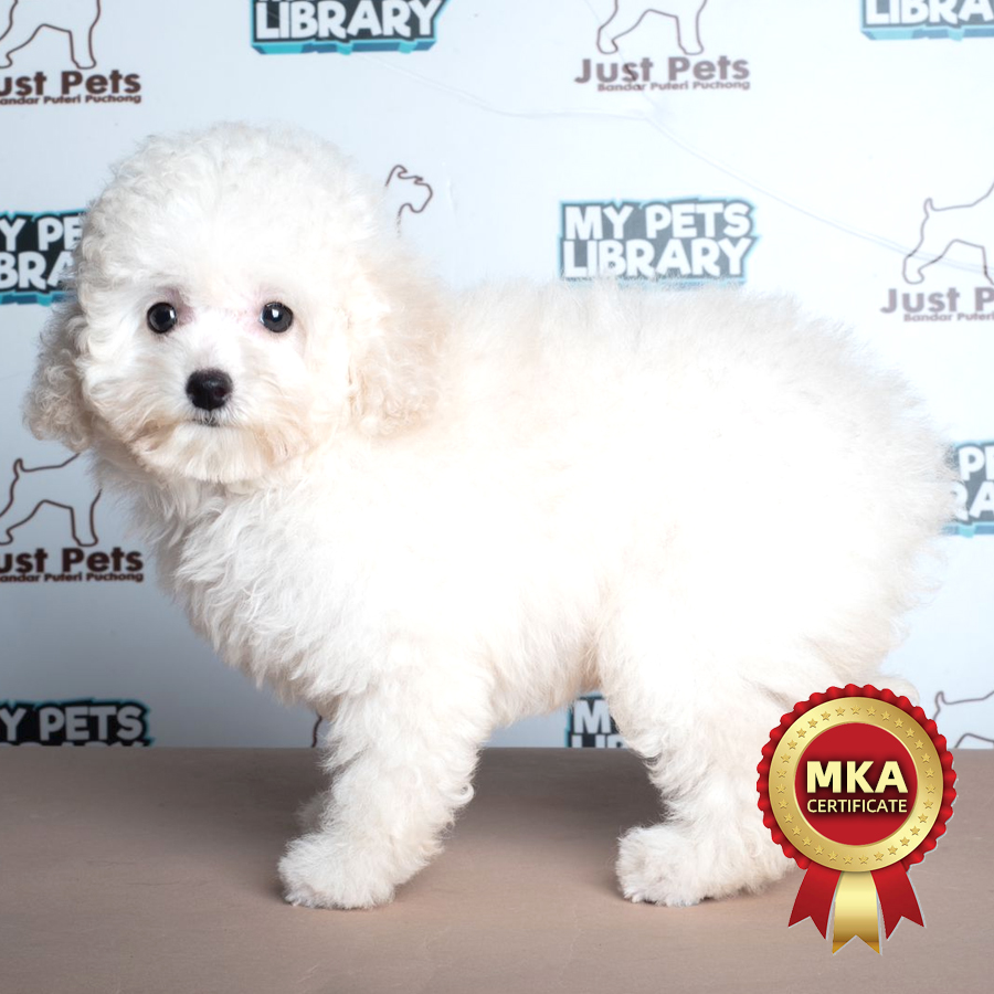 MKA Toy Poodle Puppy (Female) For Sale