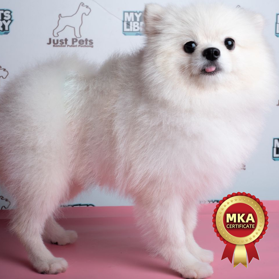 Taiwan Imported Pomeranian Puppy (Male) For Sale