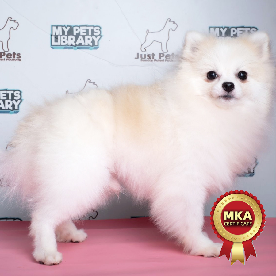 MKA Pomeranian Puppy (Male) For Sale