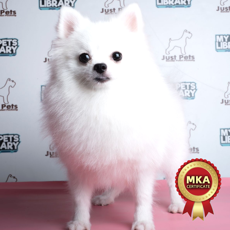 MKA Pomeranian Puppy (Female) For Sale