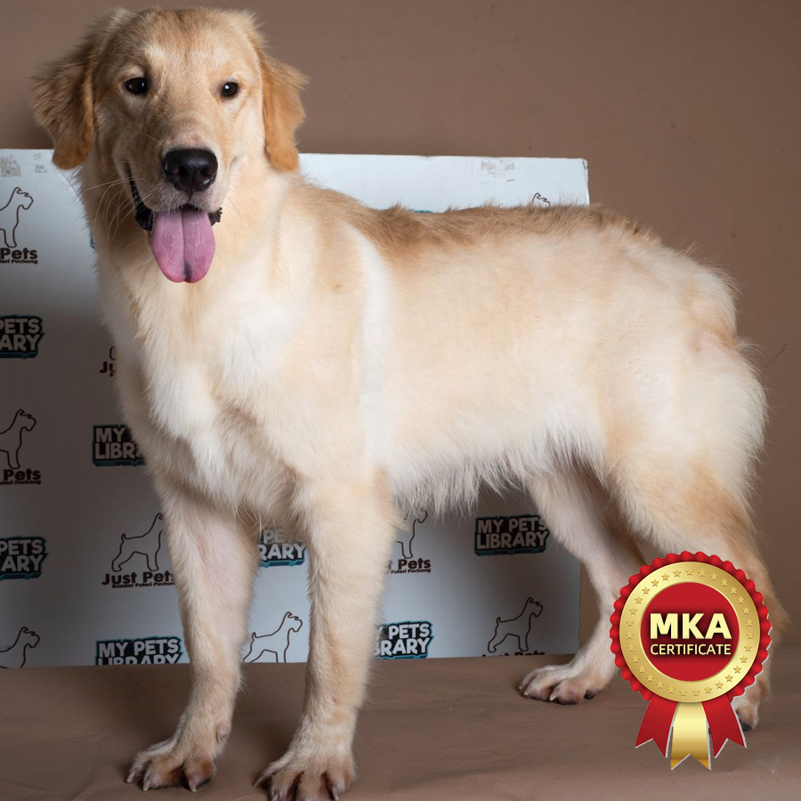 MKA Golden Retriever Puppy (Female) For Sale